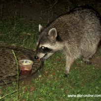 2013_prebelow_sp3_033_prot