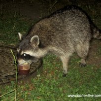 2013_prebelow_sp3_034_prot